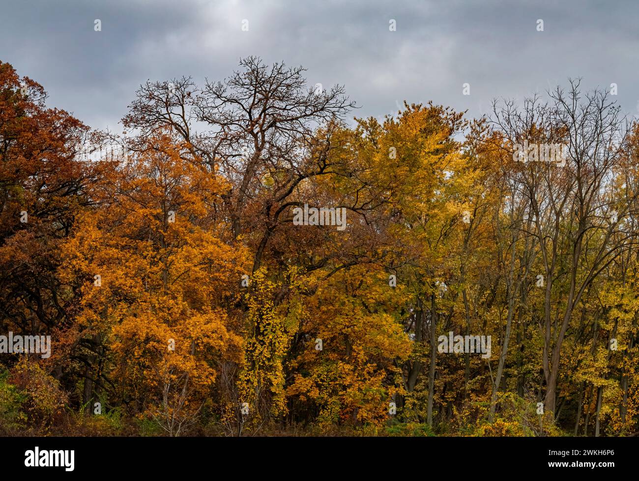 L'autunno sta progredendo e le cime degli alberi stanno perdendo foglie, mentre il sottobosco sta diventando di colore primer, Oldfield Oaks Forest Preserve, Du Foto Stock
