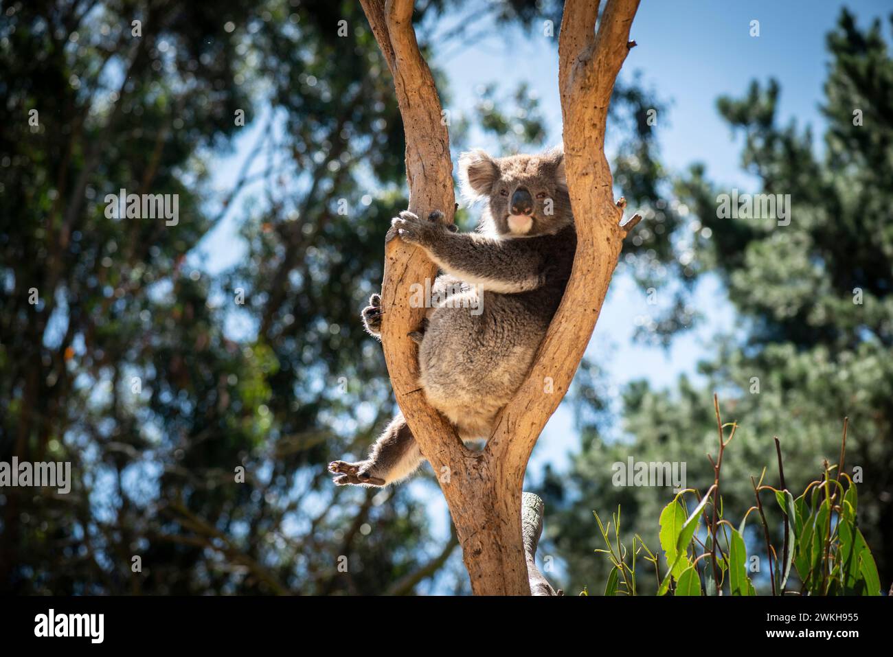 Koala, al Kangaroo Island Wildlife Park, Kangaroo Island, Australia meridionale Foto Stock
