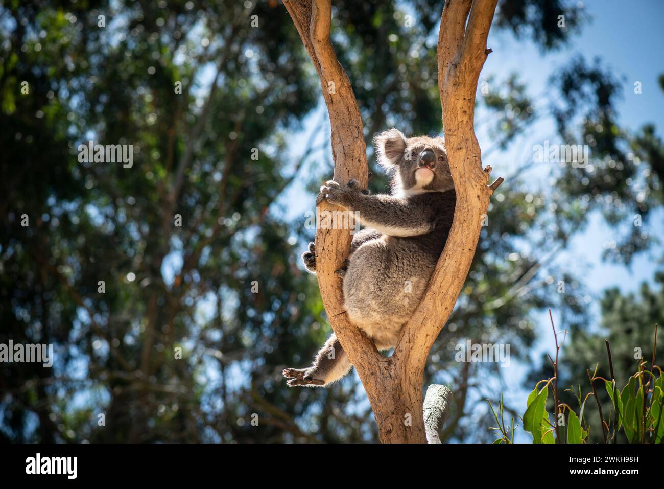 Koala, al Kangaroo Island Wildlife Park, Kangaroo Island, Australia meridionale Foto Stock