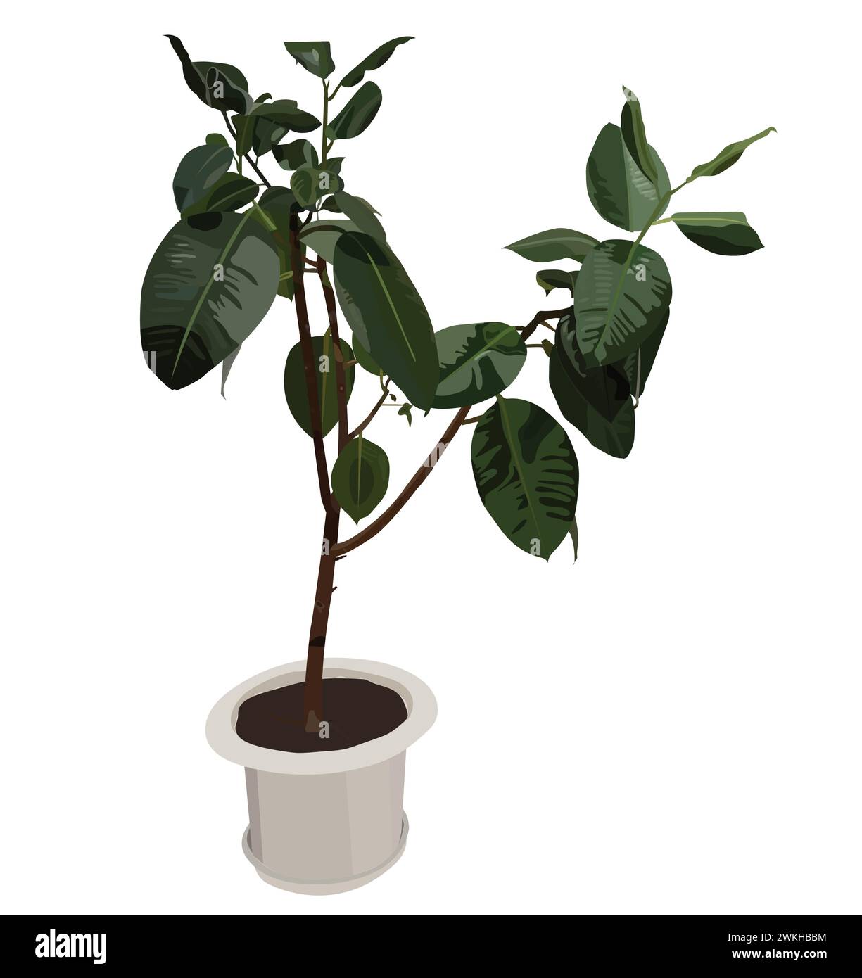 Ficus. Pianta esotica in vaso. Illustrazione vettoriale su sfondo bianco. Illustrazione Vettoriale