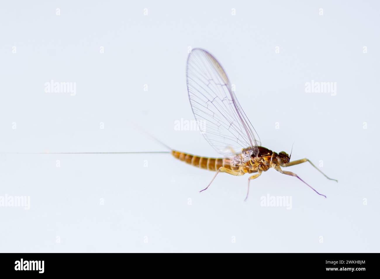 Un primo piano di una Mayfly, Ephemeroptera su sfondo bianco Foto Stock