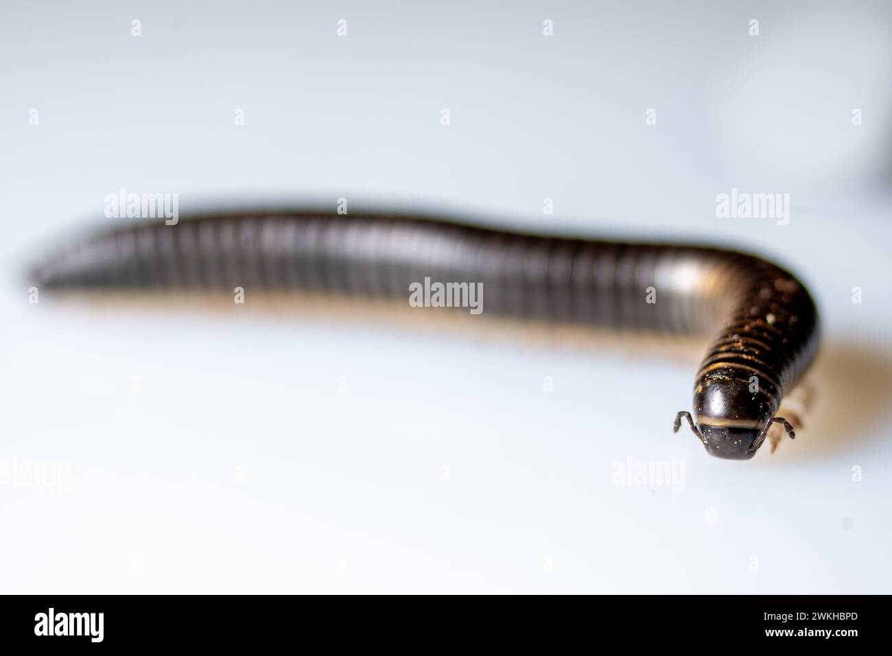 Un primo piano di un millipede che cammina Foto Stock