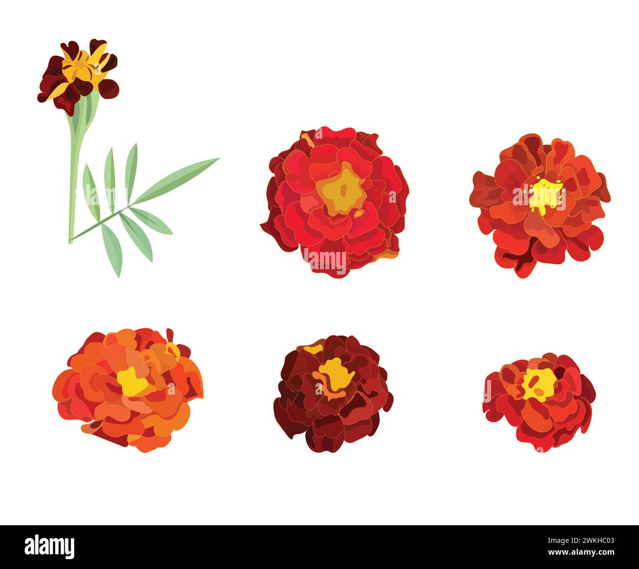 Calendula arancione, simbolo del giorno festivo messicano dei morti. Una serie di fiori. Illustrazione vettoriale su Illustrazione Vettoriale