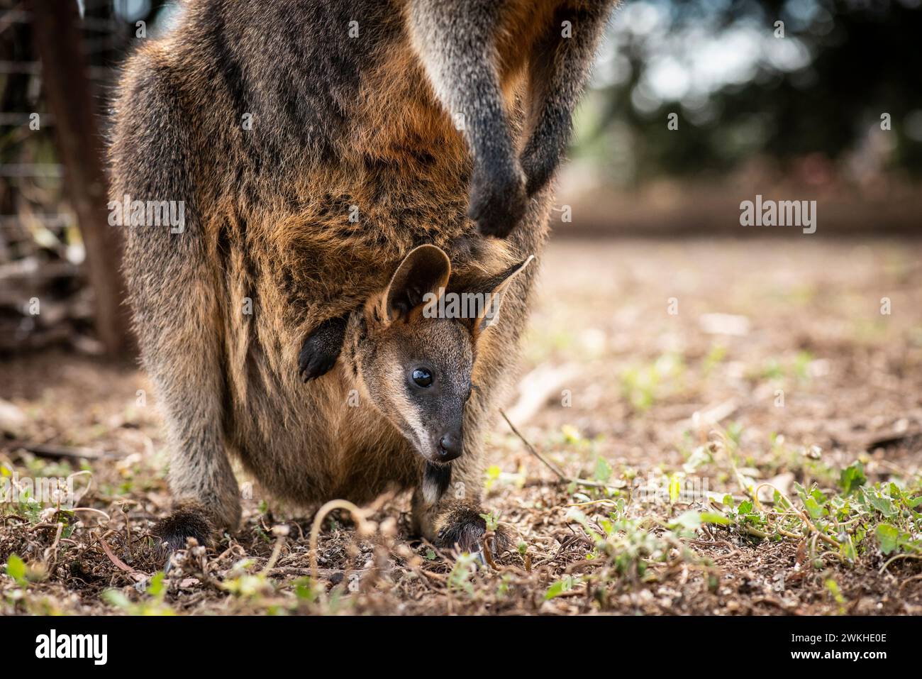 Wallaby Joey, al Kangaroo Island Wildlife Park, Kangaroo Island, South AustraliaKangaroo Island, South Australia Foto Stock