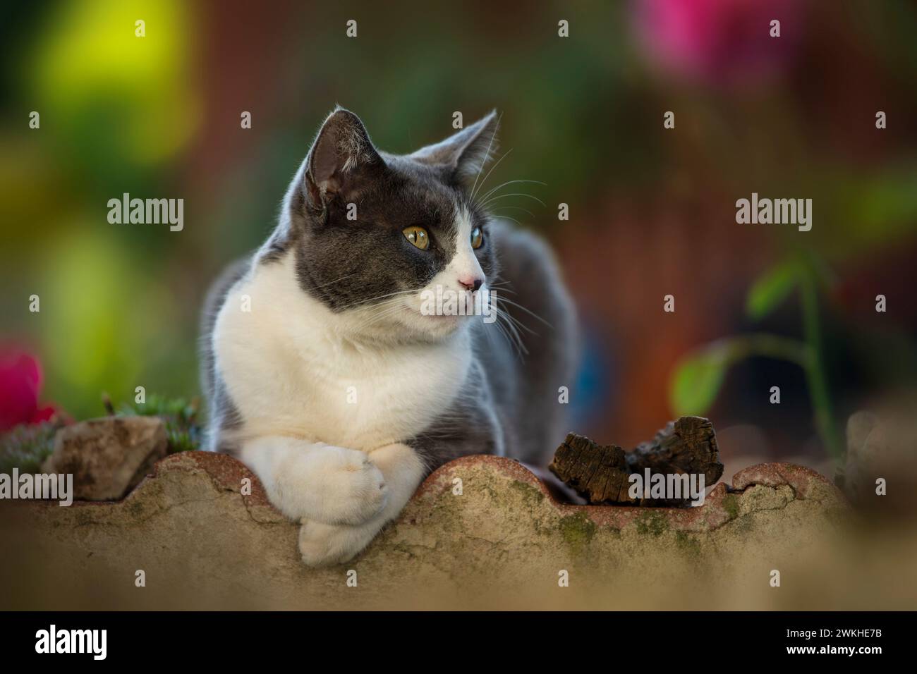 Gatto grigio e bianco adagiato su una parete del giardino Foto Stock