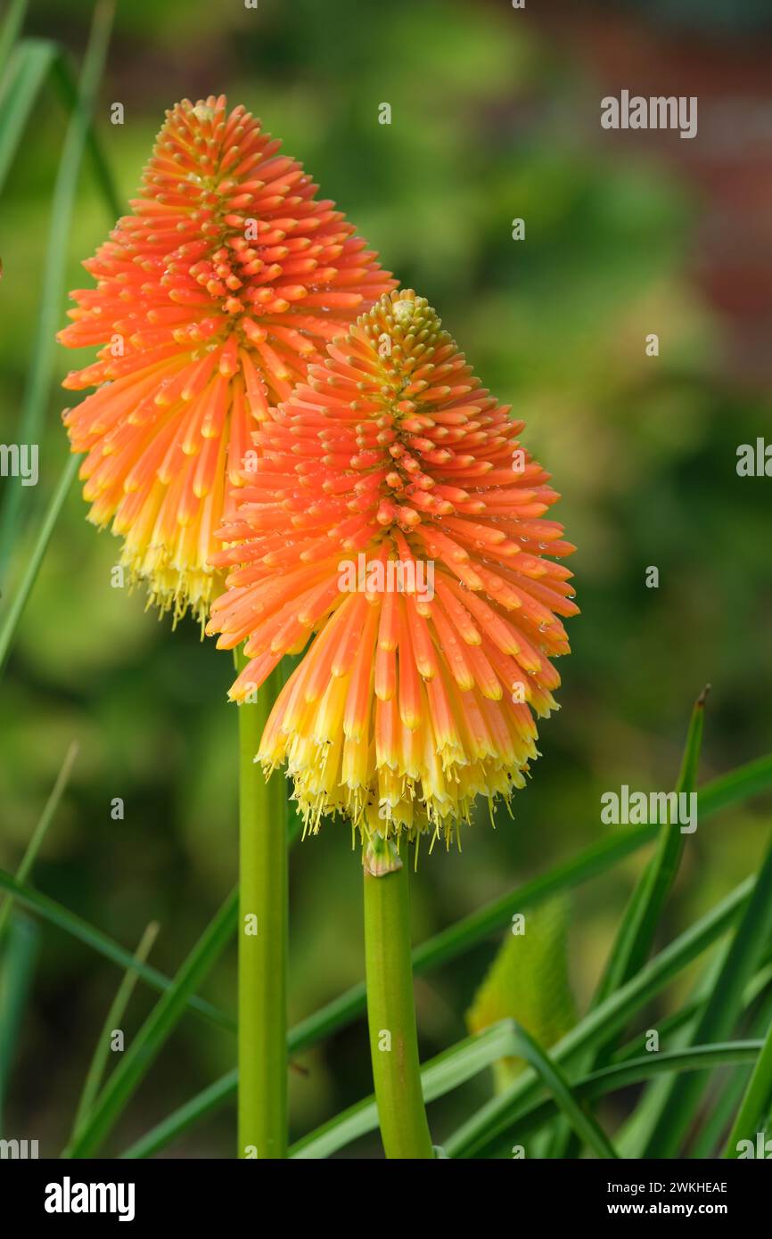 Kniphofia rooperi, Rooper's Red-hot poker, fiori rossi che svaniscono in giallo a fine estate Foto Stock