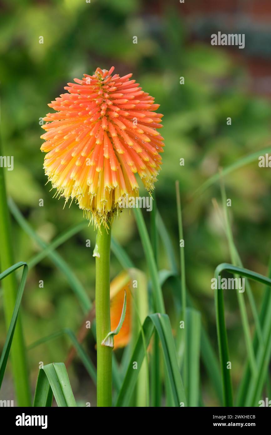 Kniphofia rooperi, Rooper's Red-hot poker, fiori rossi che svaniscono in giallo a fine estate Foto Stock