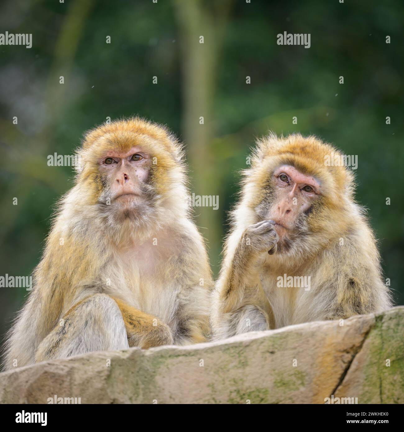 Due scimmie barbaresche sedute in uno zoo di Vienna (Austria), nuvoloso giorno d'inverno Foto Stock