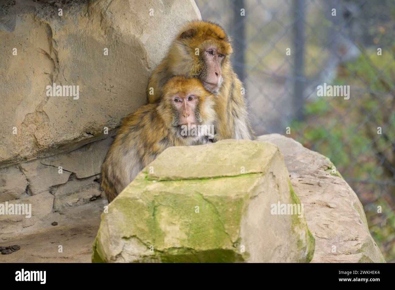 Due scimmie barbaresche sedute in uno zoo di Vienna (Austria), nuvoloso giorno d'inverno Foto Stock