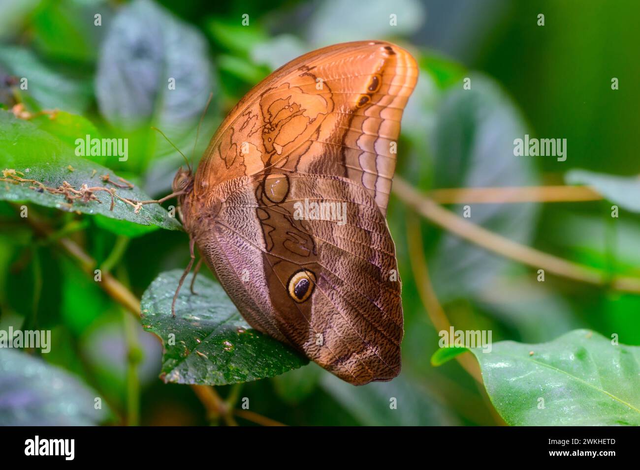 Purple Mort Bleu Eryphanis polyxena, *** Purple Mort Bleu Eryphanis polyxena , Copyright: xx Foto Stock