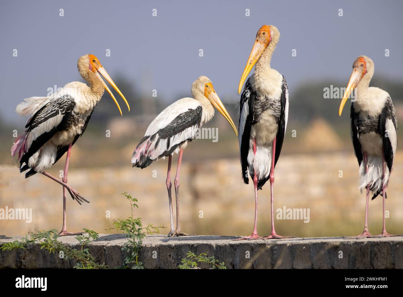 Painted Stork è seduto su un muro di fattoria a Kutch, Gujarat, India Foto Stock