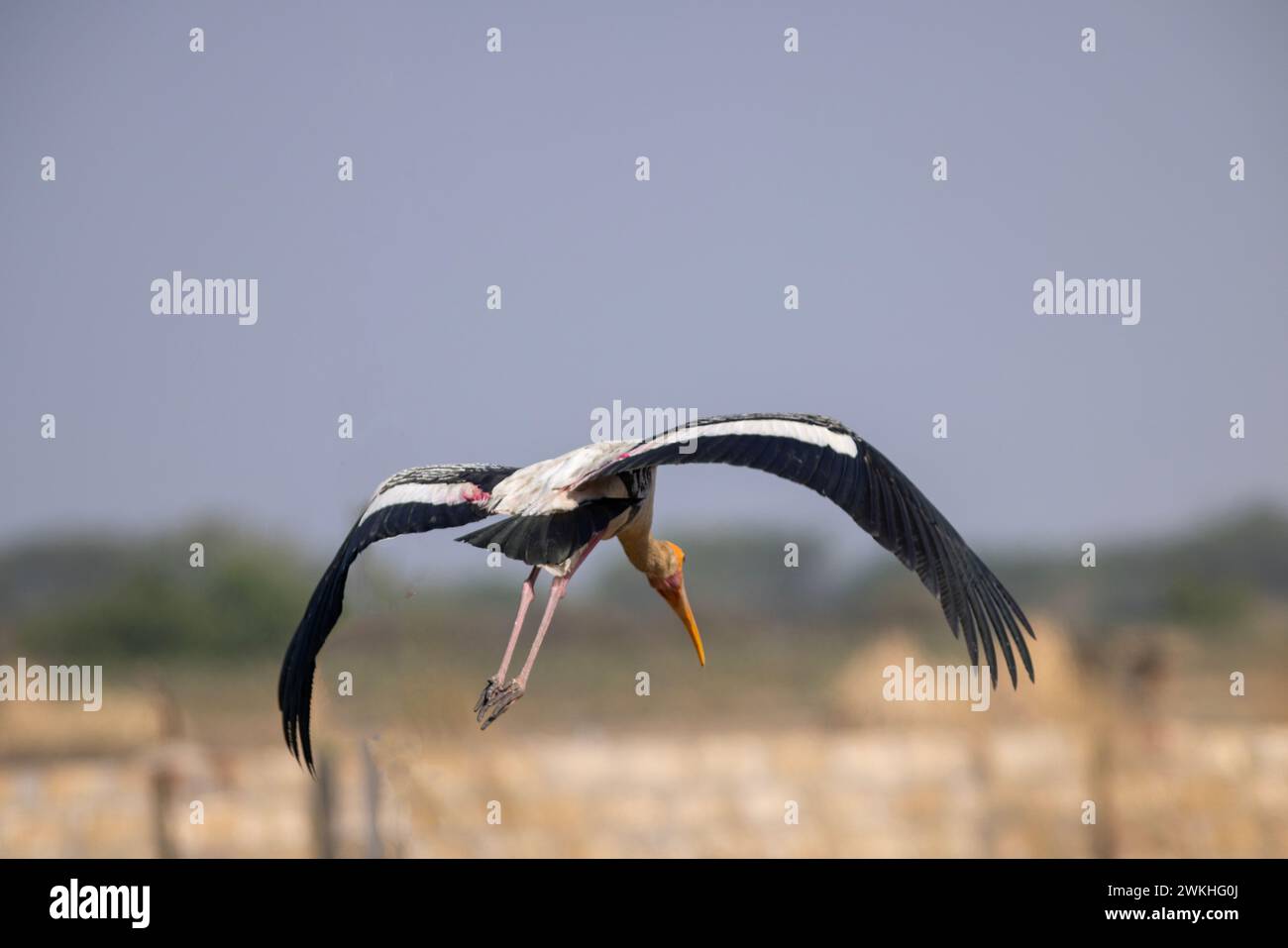 Cicogna dipinta in modalità volo Foto Stock