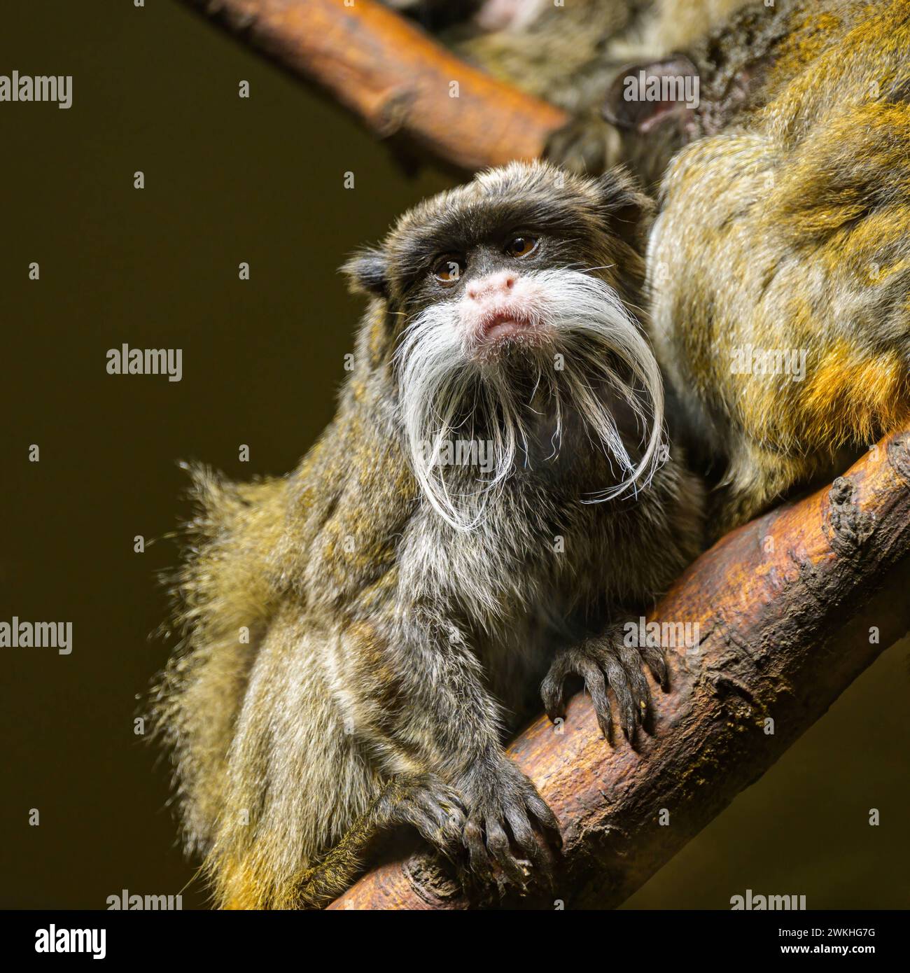 Ritratto di un imperatore dell'imperatore tamarin Saguinus seduto su un pezzo di legno in uno zoo Austria Foto Stock