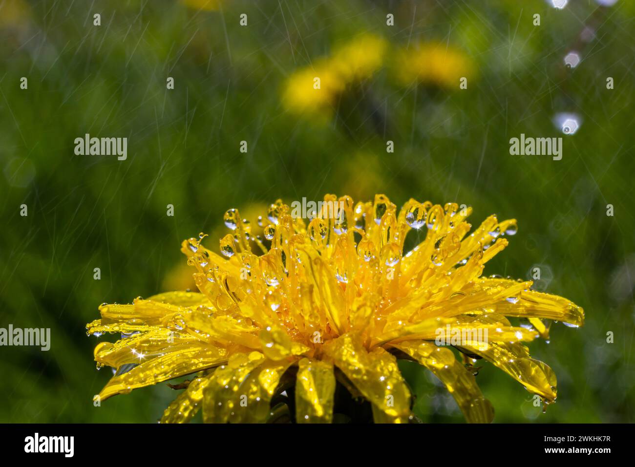 Dente di leone Taraxacum officinale come un muro di fiori, è un pioniere della pianta e di sopravvivenza artista che può prosperare anche su strade di ghiaia. Bel flusso di Taraxacum Foto Stock