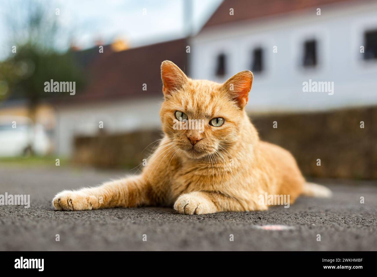 Un ritratto di un bel gatto domestico Foto Stock