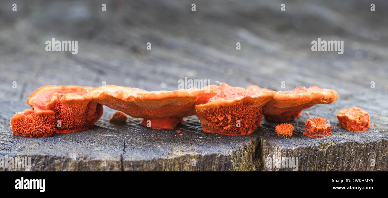 Un primo piano di funghi di colore arancione sul tronco Foto Stock