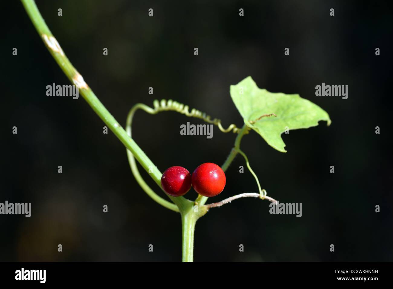 Particolare della foglia, dei frutti maturi e di un tendine della bryonia rossa (Bryonia dioica) Foto Stock