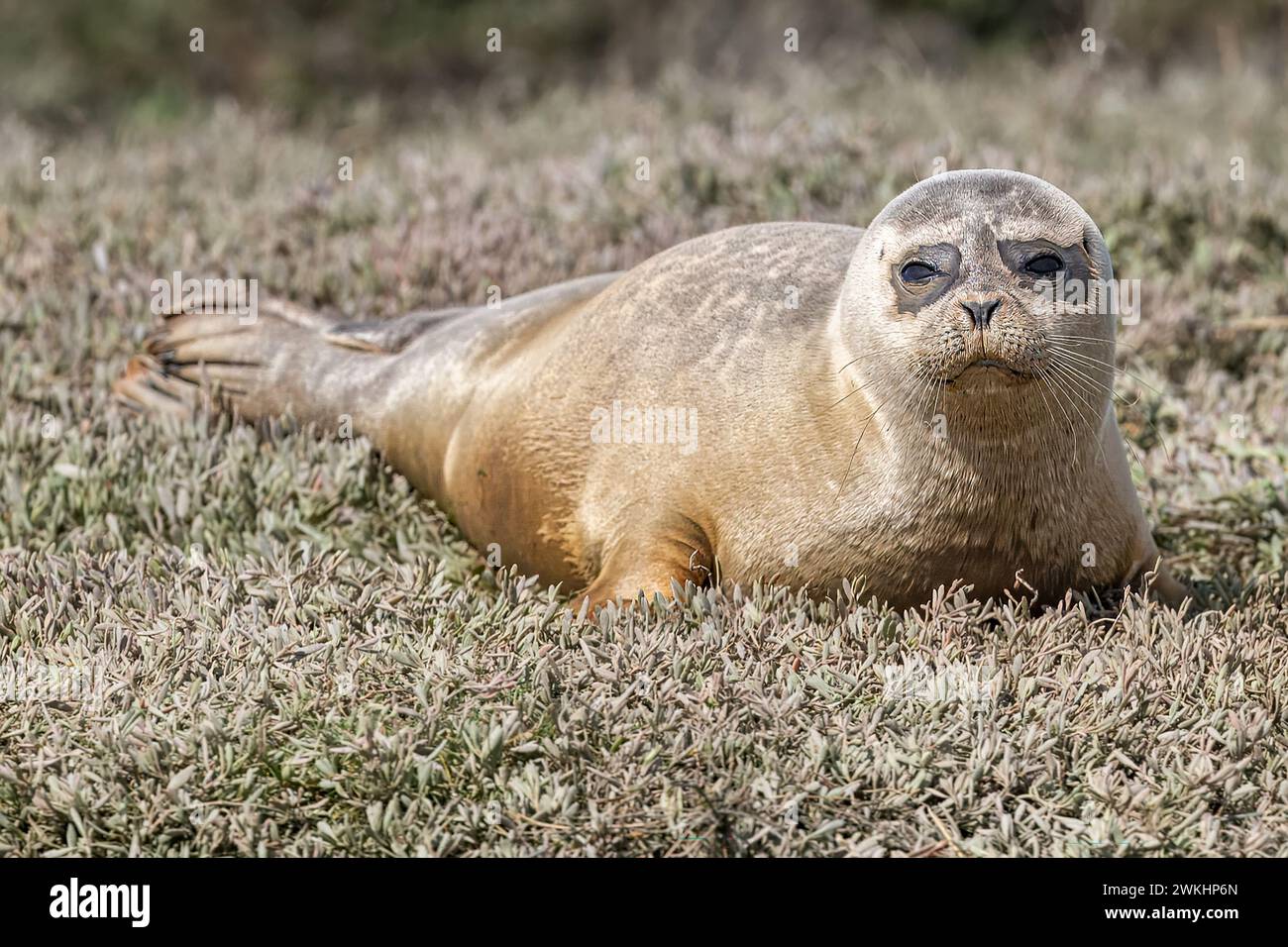 Foca comune nota anche come foca portuale, RSPB Wallasea Island, Essex, Regno Unito Foto Stock