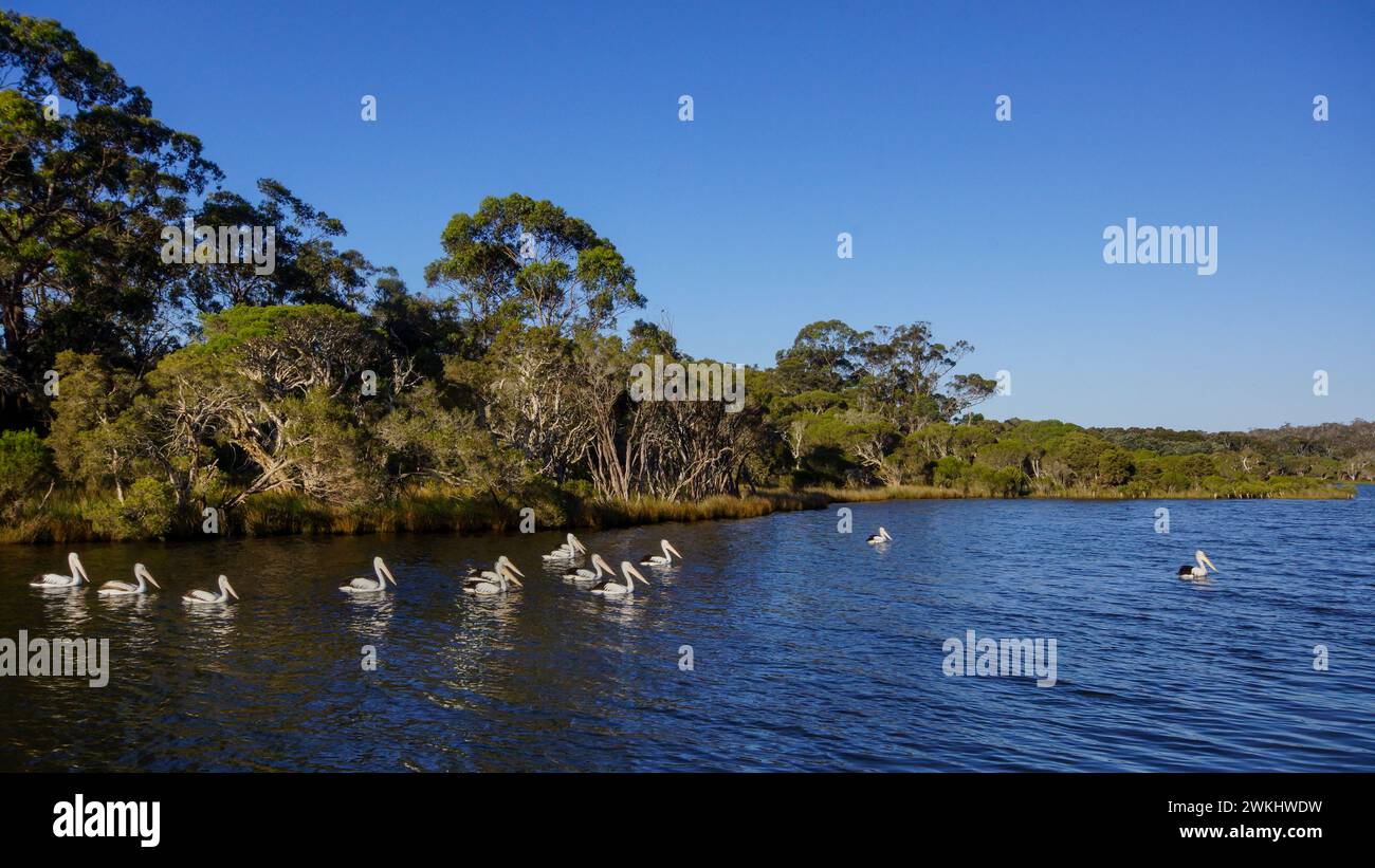 Pellicani australiani (Pelecanus conspicillatus) sul fiume Danimarca, Australia sud-occidentale Foto Stock