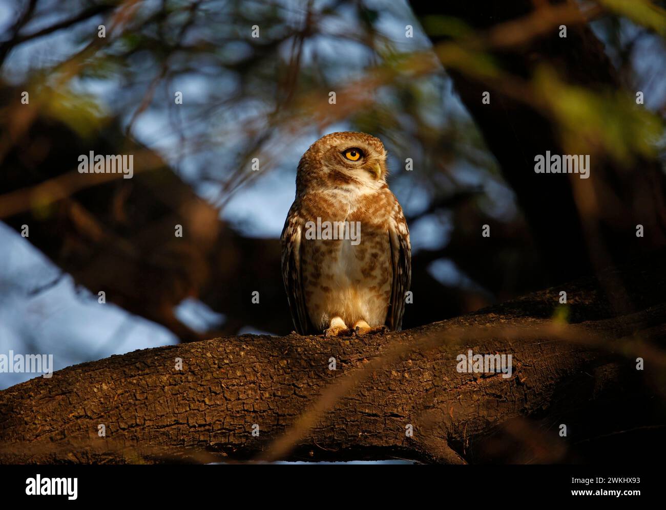 Gufo maculato arroccato su un albero Foto Stock