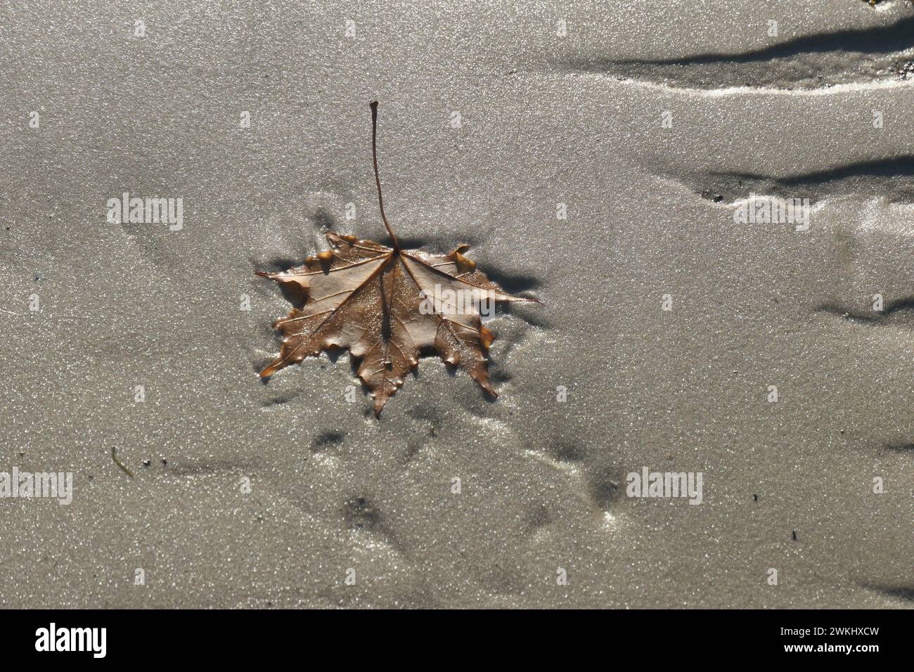 Foglia su una spiaggia sabbiosa vicino a riga, Lettonia. Spiaggia lettone in autunno. Bella foglia naturale cadde nella sabbia. Bassa marea sulla spiaggia di Jurmala. Foto Stock