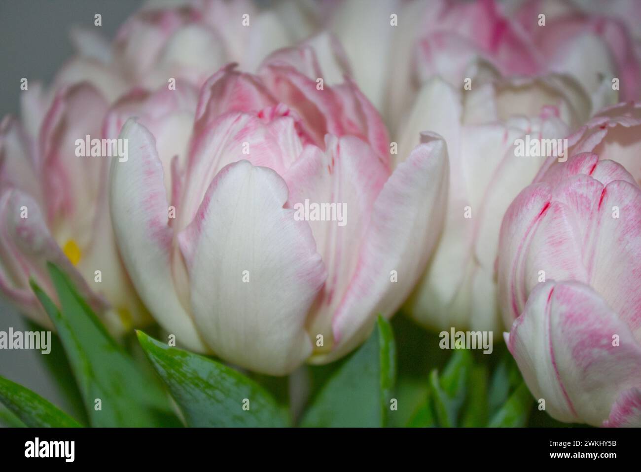 bouquet di tulipani in rosa bianco Foto Stock