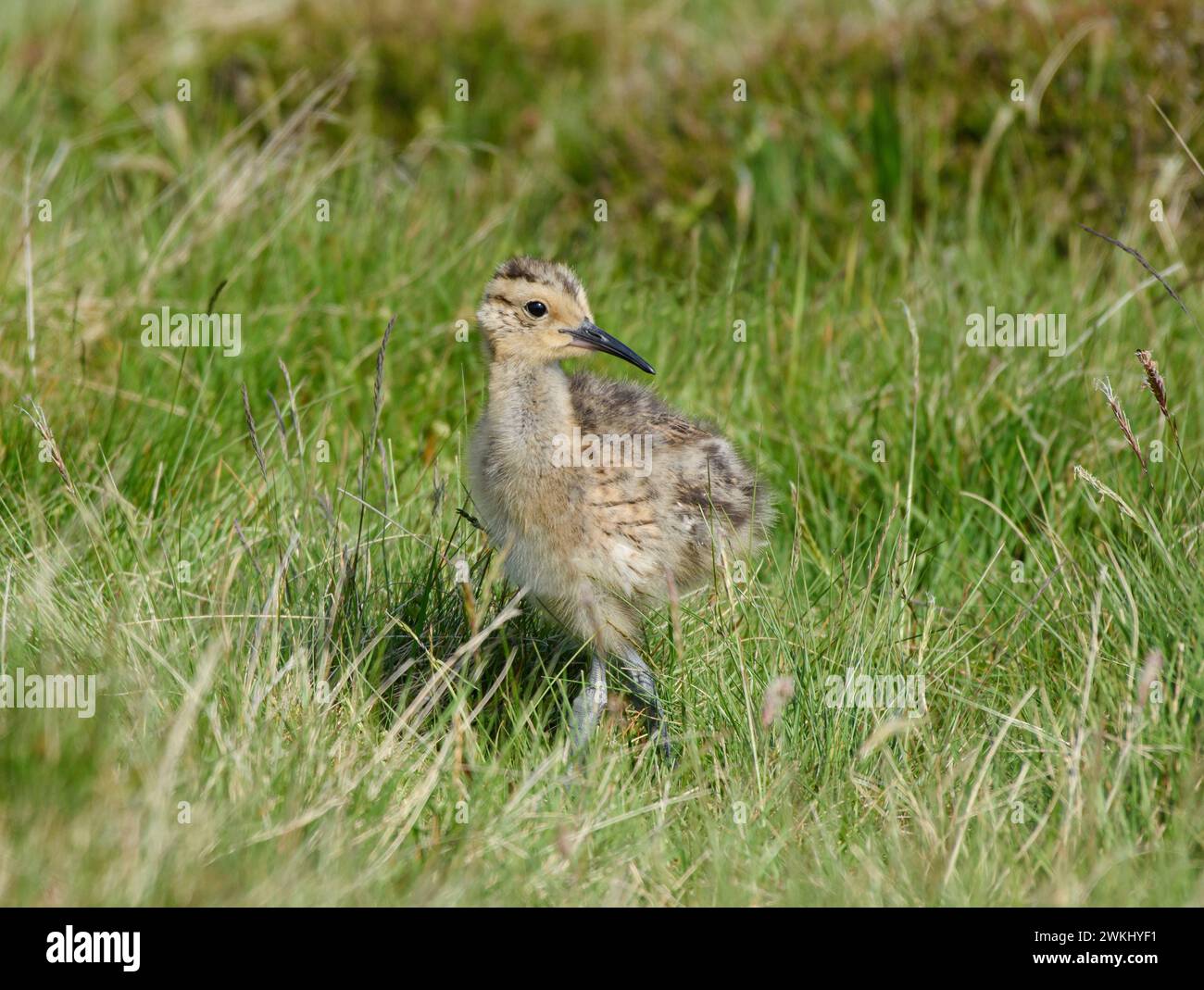 Curlew eurasiatico Numenius arquata, pulcino che cammina attraverso l'erba bianca ai margini della brughiera, giugno. Foto Stock