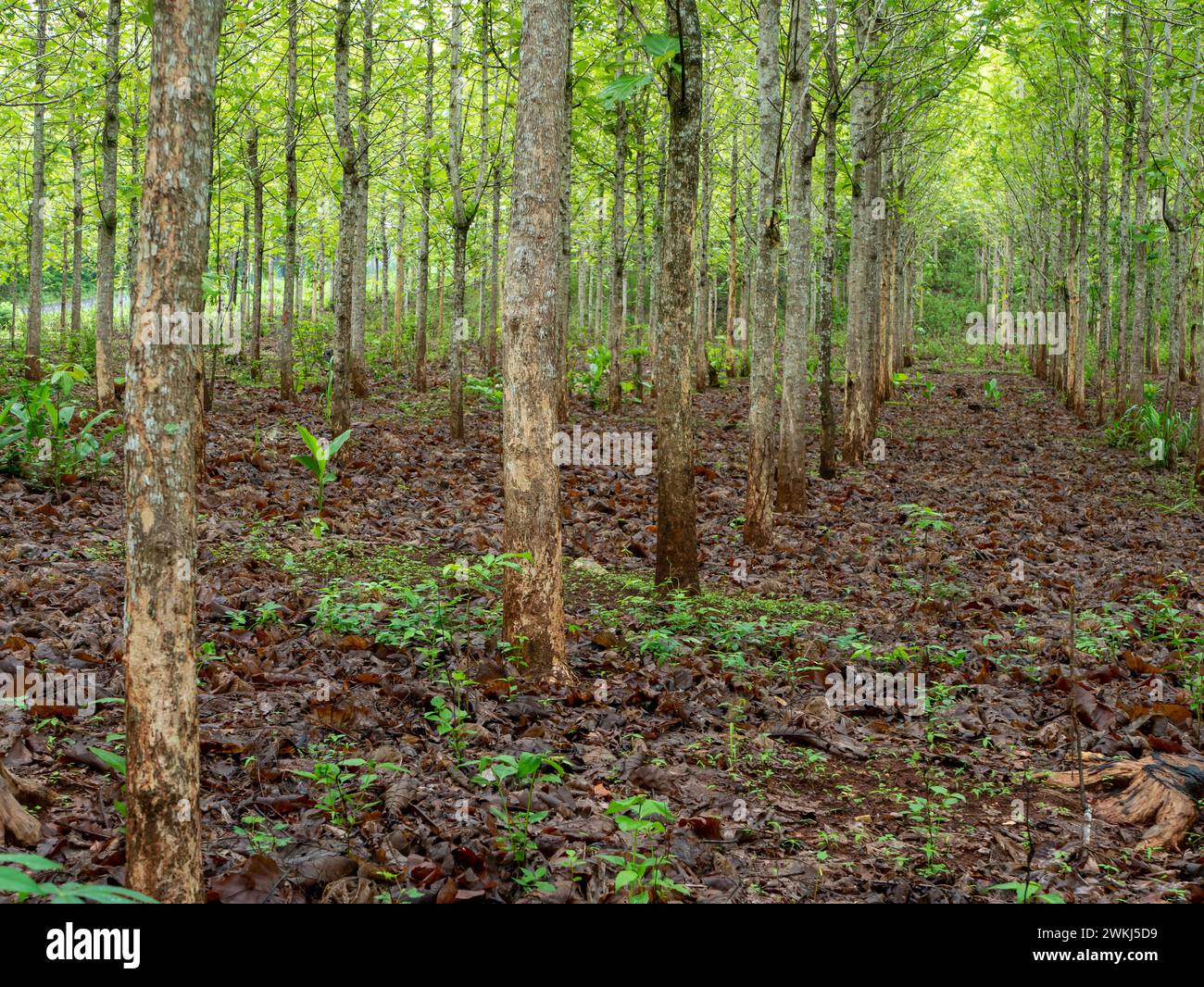 Giovane piantagione di teak a Gunung Kidul, Yogyakarta, Indonesia. Foto Stock