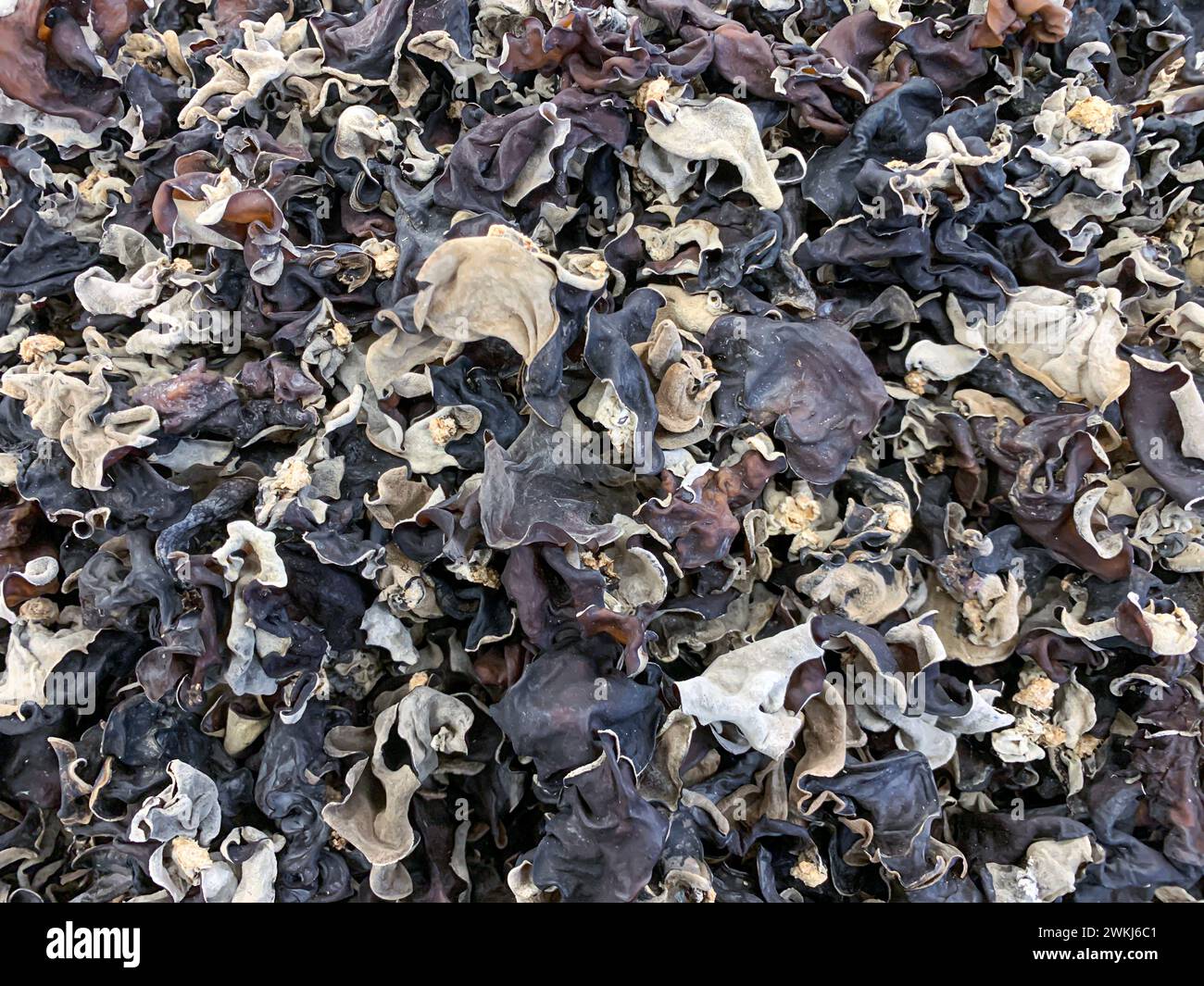 Un mucchio di funghi in legno essiccato (Auricularia auricolare) nel supermercato. Foto Stock