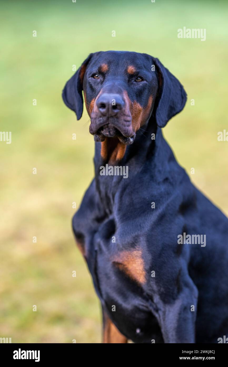 Ritratto di un cane Doberman sul campo Foto Stock