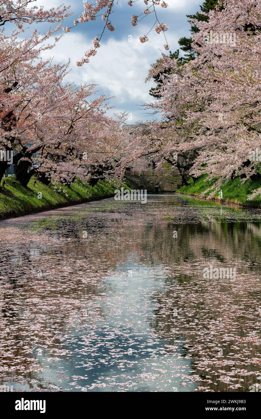 Alberi e petali in fiore di ciliegio su un piccolo fiume nel nord del Giappone Foto Stock