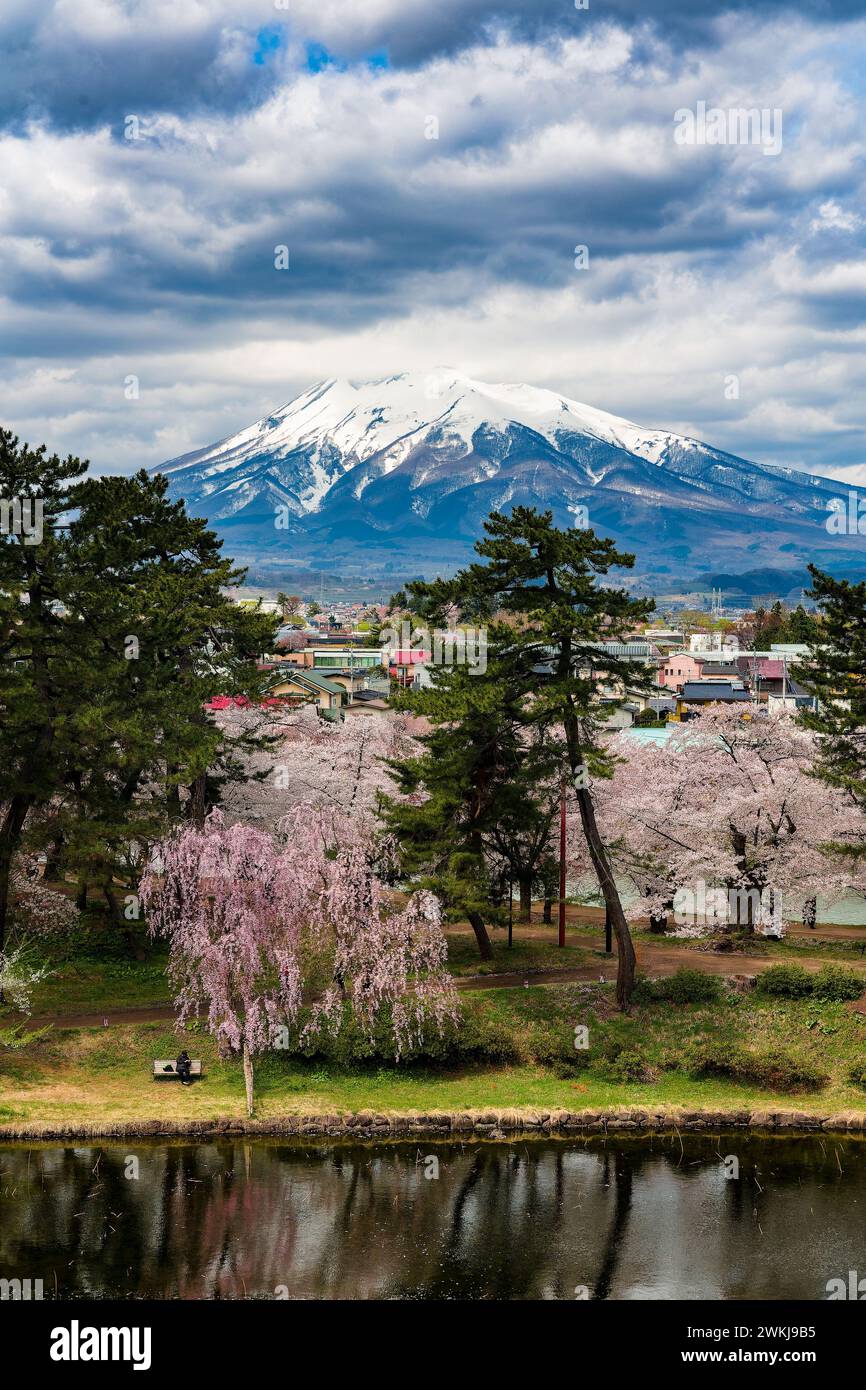 Vulcano innevato del monte Iwaki con colorati alberi di ciliegio in fiore in primo piano (Hirosaki, Giappone) Foto Stock