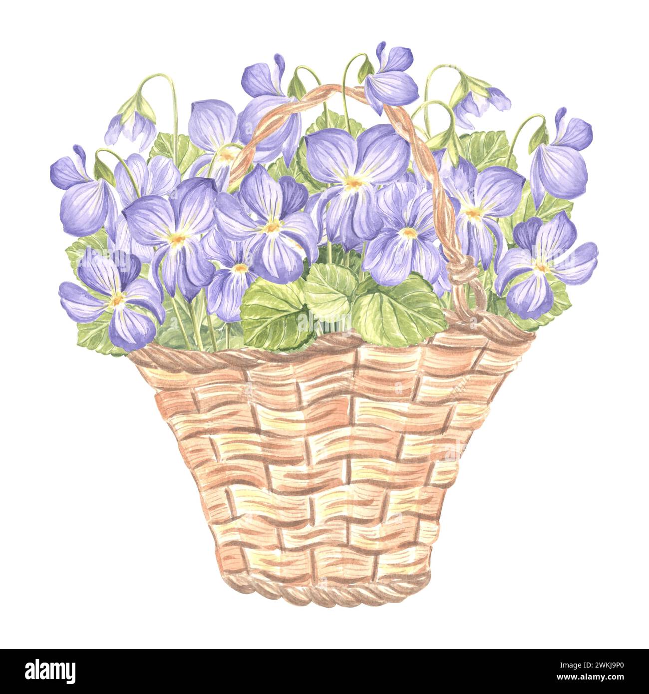 Bouquet primaverile di violette selvatiche in cesto vintage di vimini. Illustrazione ad acquerello di fiori. Bouquet floreale isolato disegnato a mano. TEM di disegno botanico Foto Stock