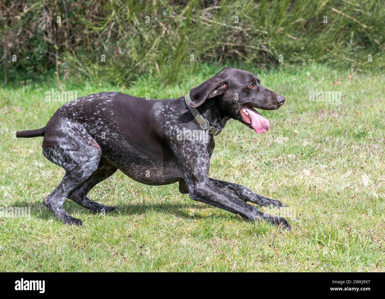 Puntatore tedesco Shorthaired in un campo Foto Stock