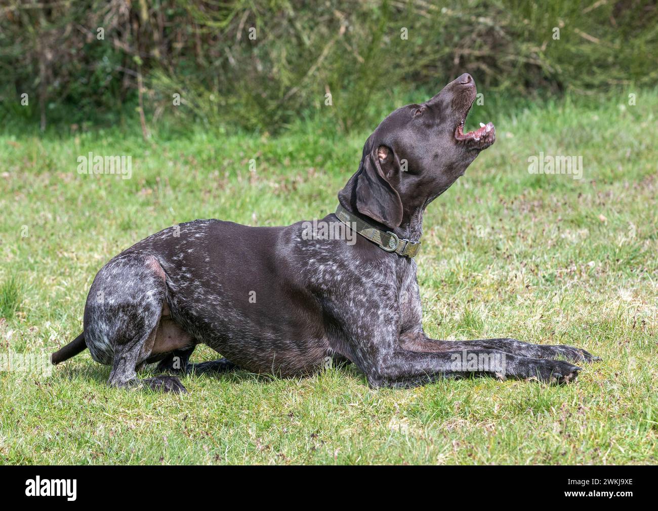 Puntatore tedesco Shorthaired in un campo Foto Stock