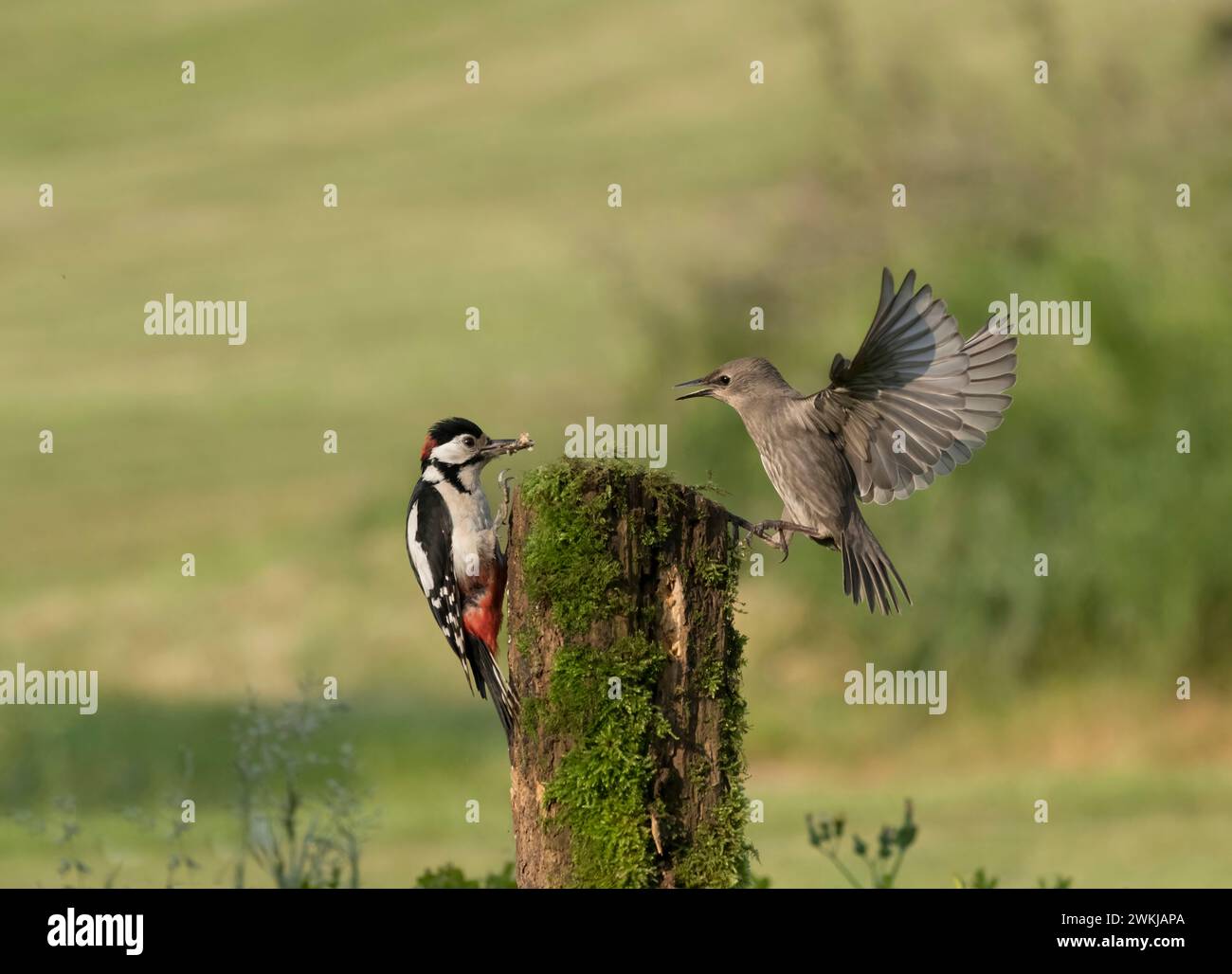 Picchio maculato maschio grande, Dendrocopos maggiore, e giovani Starling, Sturnus vulgaris, dispute, Lancashire, Regno Unito Foto Stock