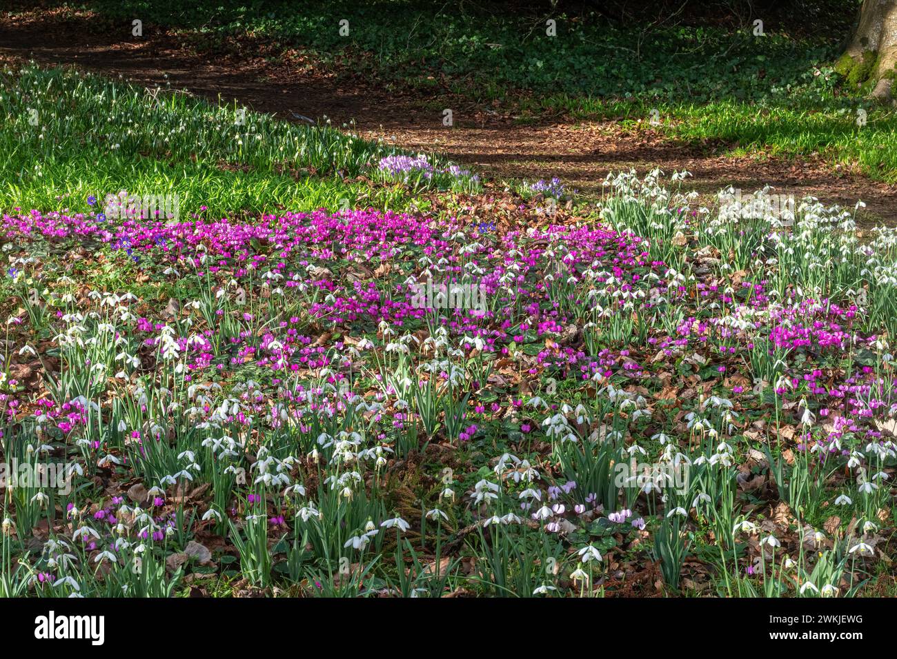 Tappeto di fiori, gocce di neve, ciclamini e croci a febbraio nei giardini di Colesbourne Park nel Gloucestershire, Inghilterra, Regno Unito Foto Stock