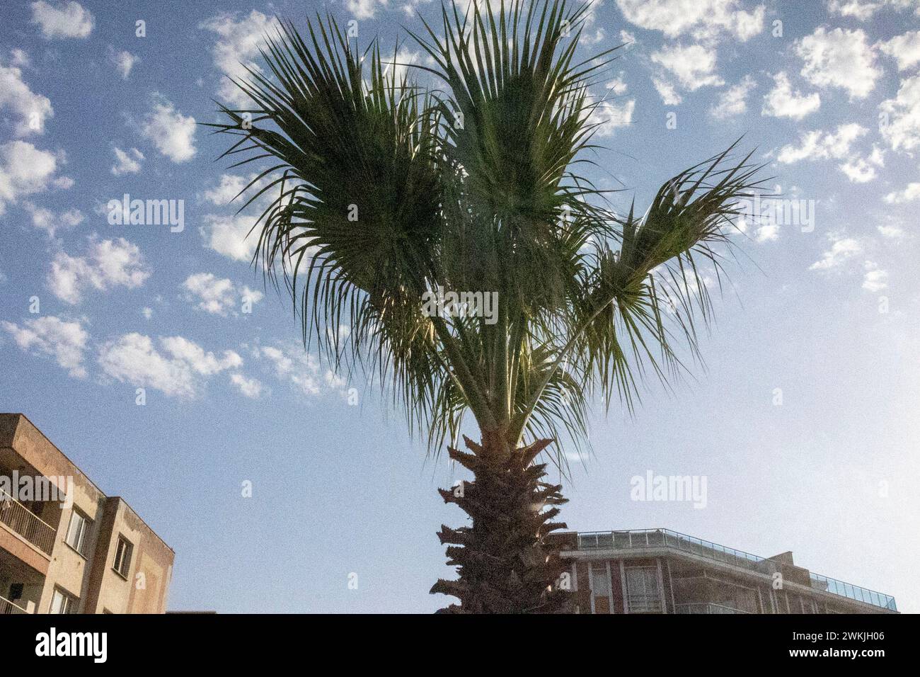 Palme nella città turca con vista sul cielo Foto Stock