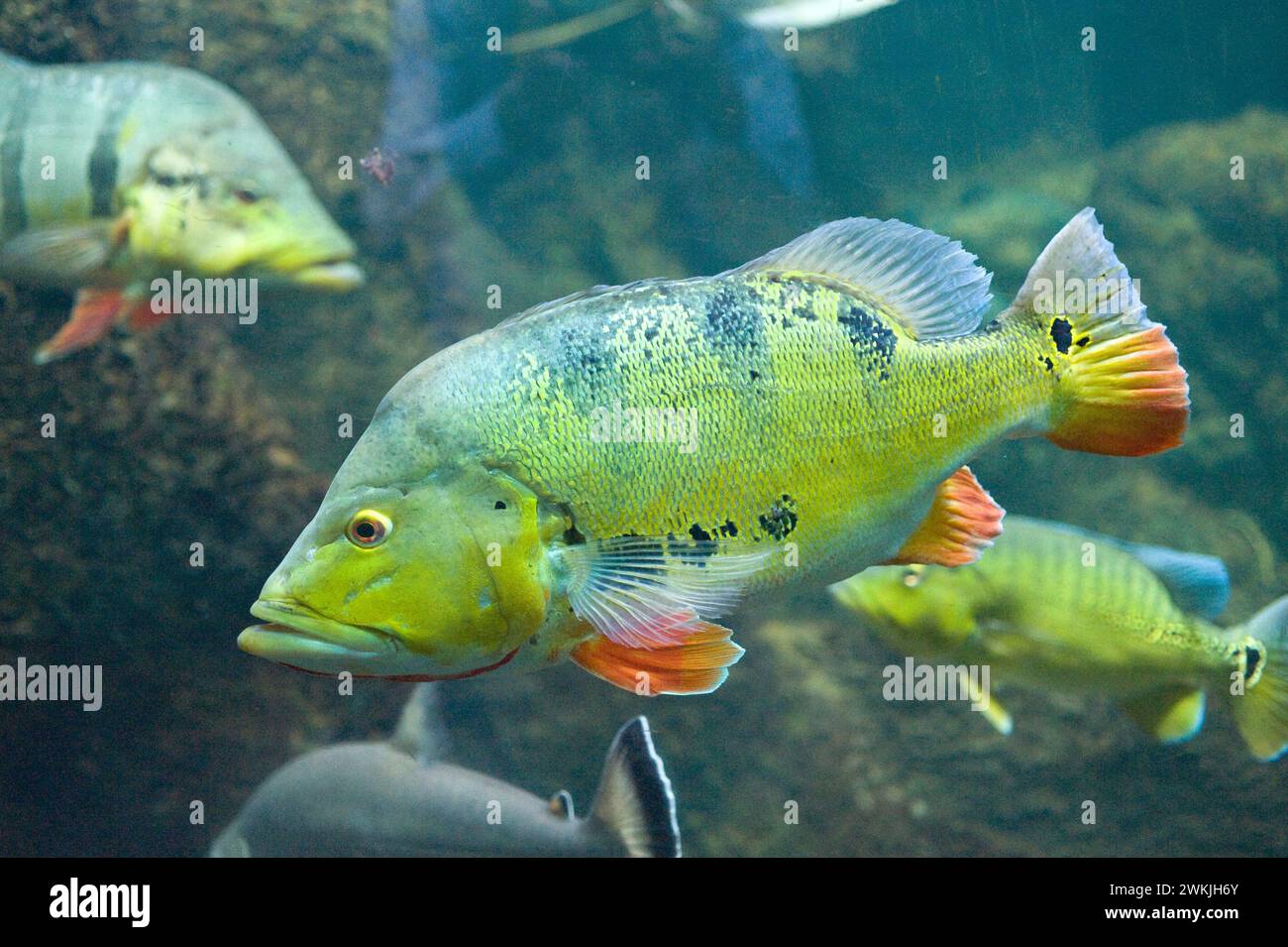 La farfalla di pavone (Cichla ocellaris) è un pesce carnivoro d'acqua dolce originario dei fiumi Amazzonia e Orinoco. Foto Stock