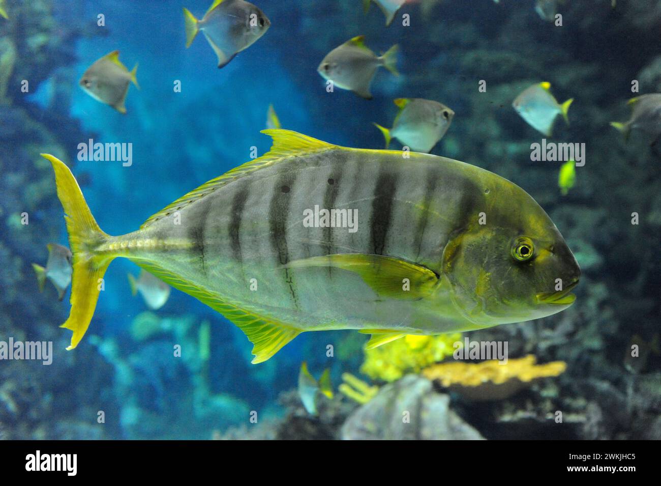 Golden Trevally (Gnathanodon speciosus) è un pesce marino originario delle acque tropicali dell'Oceano Indiano e Pacifico. Foto Stock