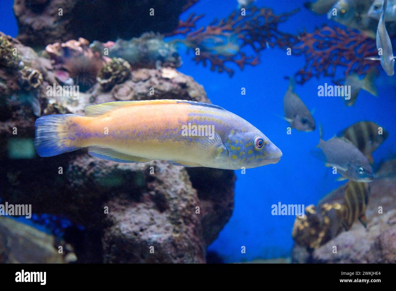 Cuckoo wrasse (Labrus mixtus) è un pesce marino carnivoro originario dell'Oceano Atlantico orientale e del Mar Mediterraneo. Foto Stock