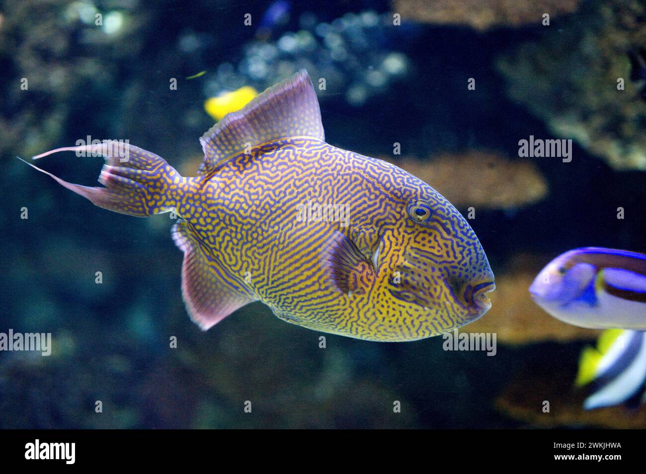 Il pesce trignolo blu (Pseudobalistes fuscus) è un pesce marino originario dell'Oceano Pacifico tropicale e del Mar Rosso. Foto Stock