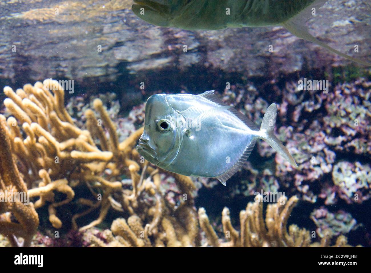 Il pesce lunare Atlantico (Selene setapinnis) è un pesce marino originario dell'Oceano Atlantico occidentale dal Canada all'Argentina. Foto Stock