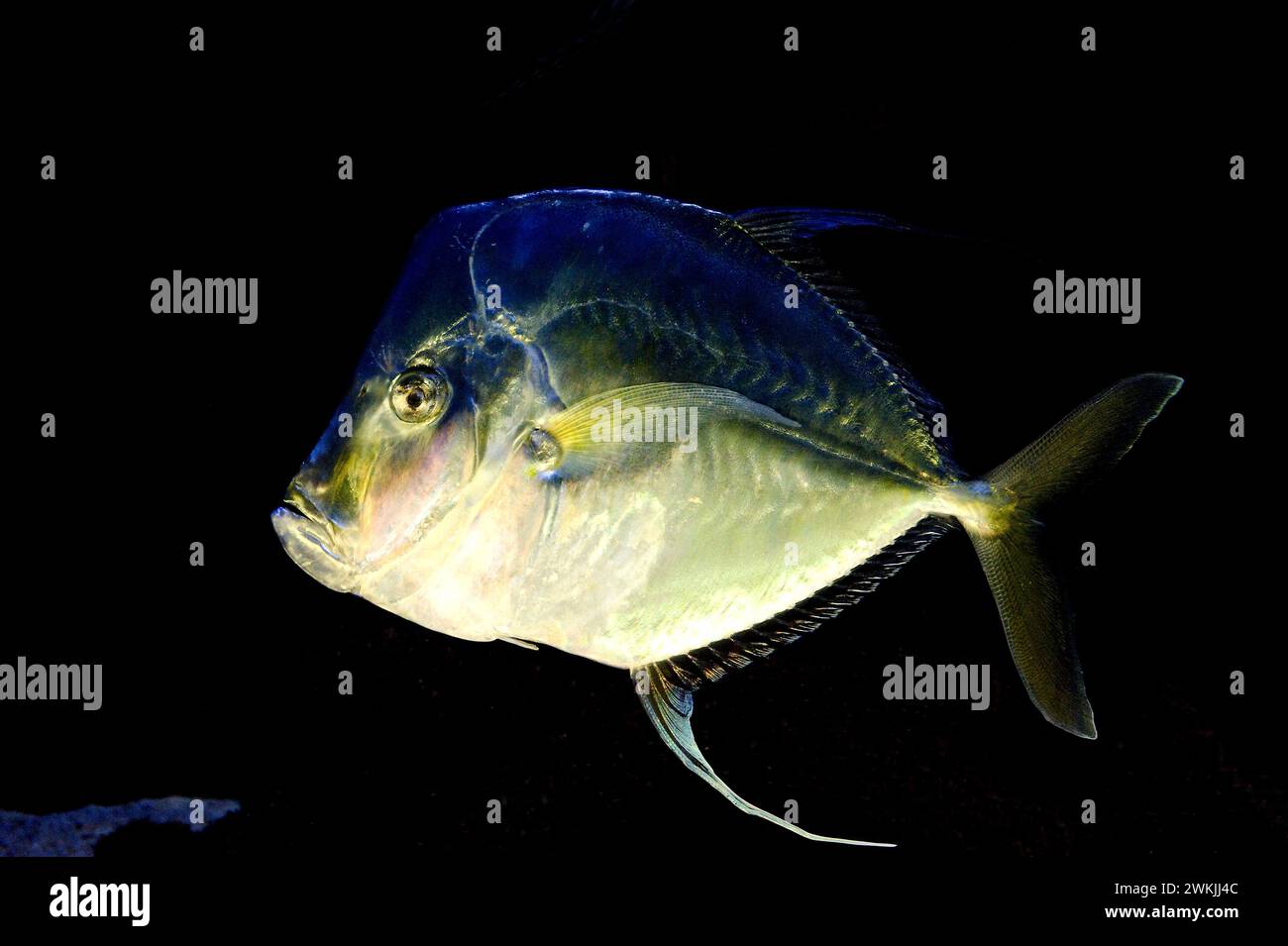 Lookdown (Selene vomer) è un pesce marino originario dell'Oceano Atlantico occidentale dal Canada all'Uruguay. Foto Stock