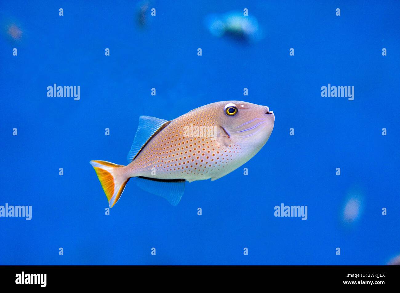 Il pesce triggerfish di Sargassum (Xanthichthys ringens) è un pesce marino originario dell'Oceano Atlantico occidentale, dagli Stati Uniti al Brasile. Foto Stock