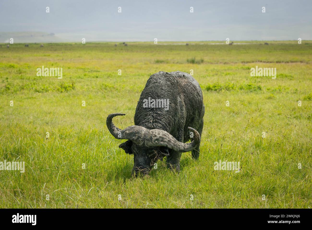 Tanzanie. 16 febbraio 2024. © Mathieu Herduin/MAXPPP - 16/02/2024 un buffle dans le parc naturel du Ngorongoro de Tanzanie le 16 février 2024. - Safari Tanzanie - febbraio 2024. safari in Tanzania credito: MAXPPP/Alamy Live News Foto Stock