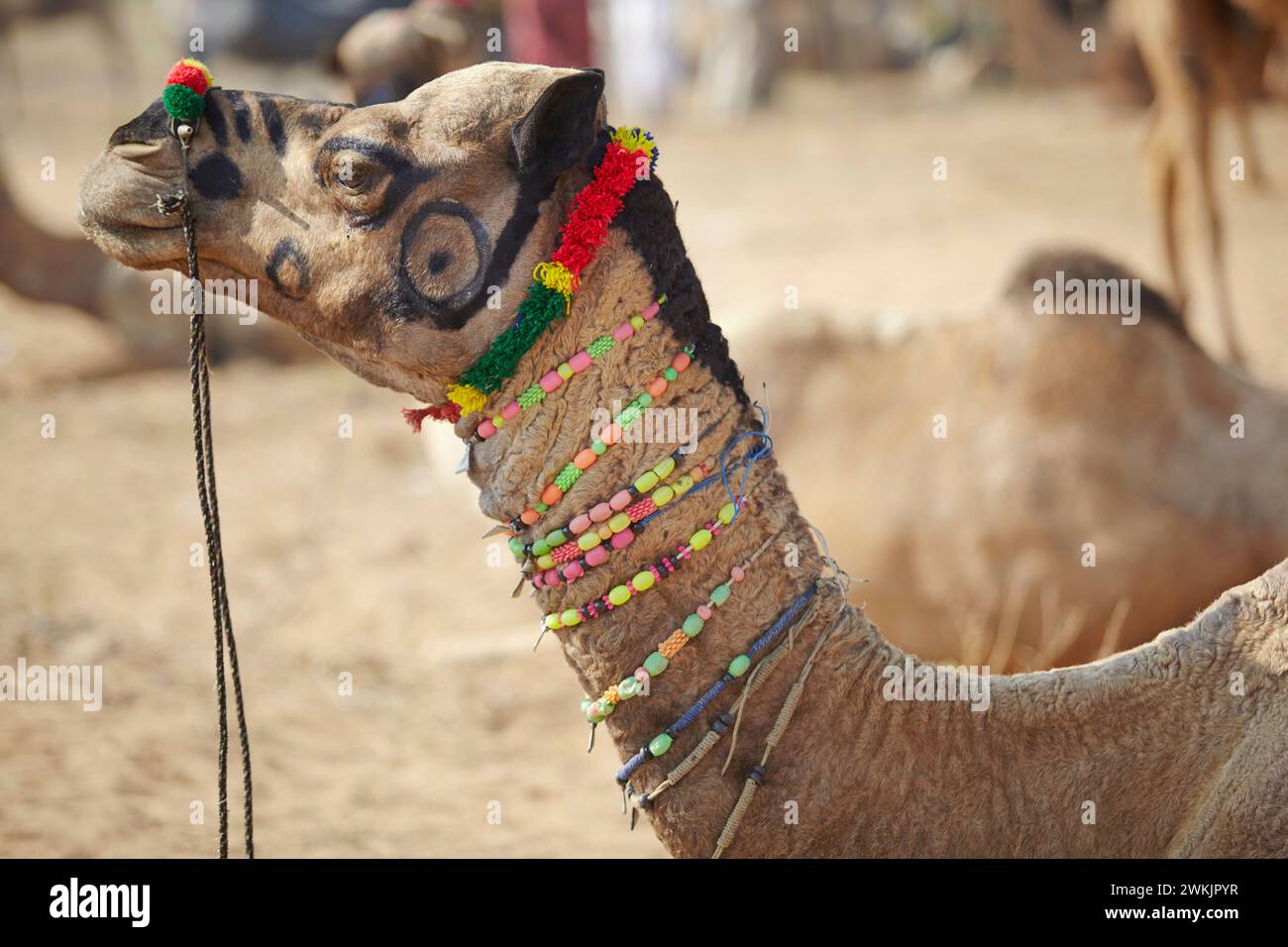 Un cammello decorato in occasione della Fiera del cammello di Pushkar, Rajasthan, India. Foto Stock