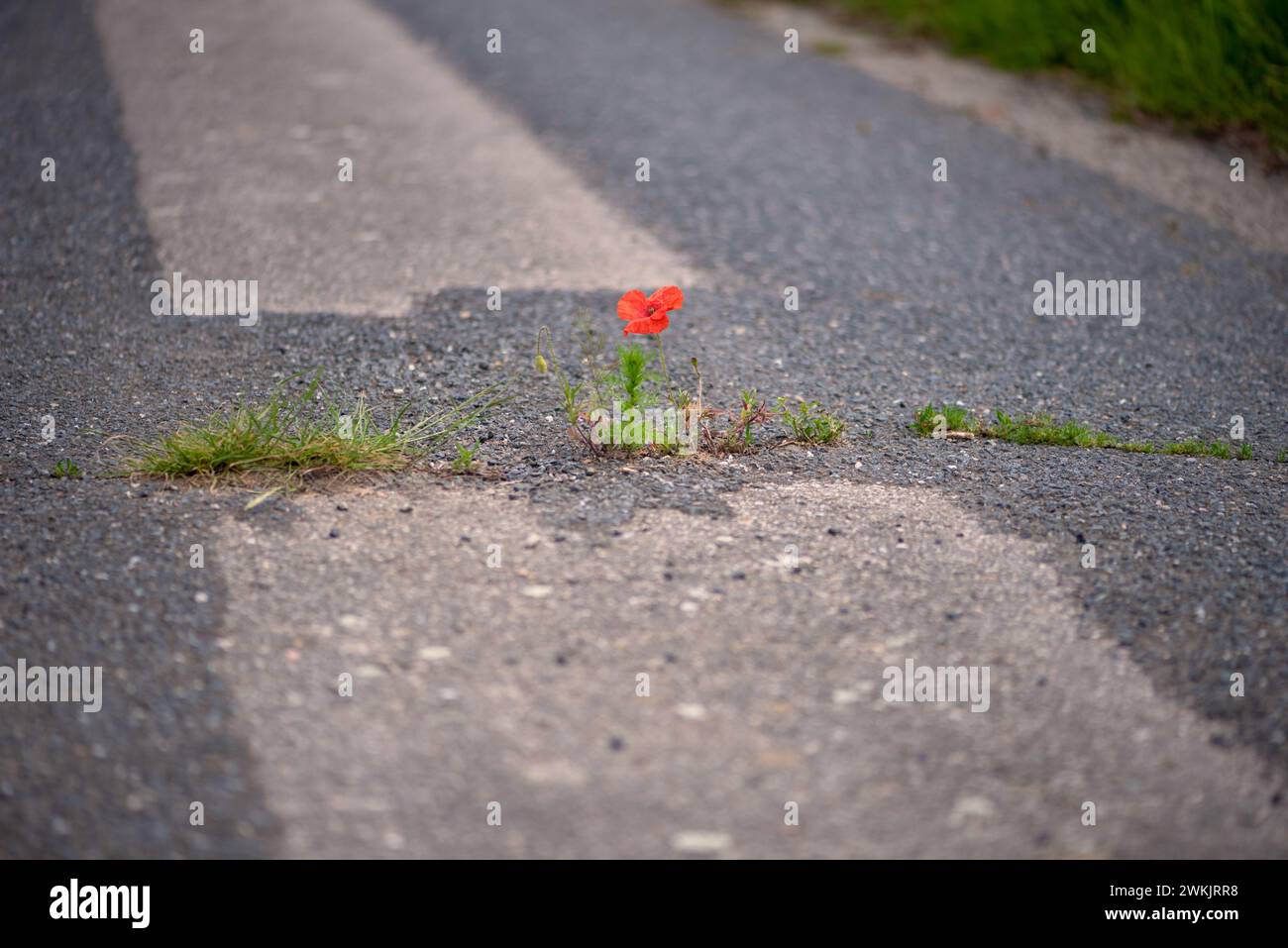 Il papavero rosso fiorente prospera in una crepa sul percorso dell'asfalto in condizioni avverse. Protezione del clima, sbloccando le strade secondarie poco utilizzate Foto Stock