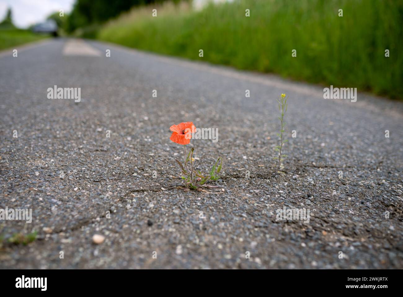 Il papavero rosso fiorente prospera in una crepa sul percorso dell'asfalto in condizioni avverse. Protezione del clima, sbloccando le strade secondarie poco utilizzate Foto Stock