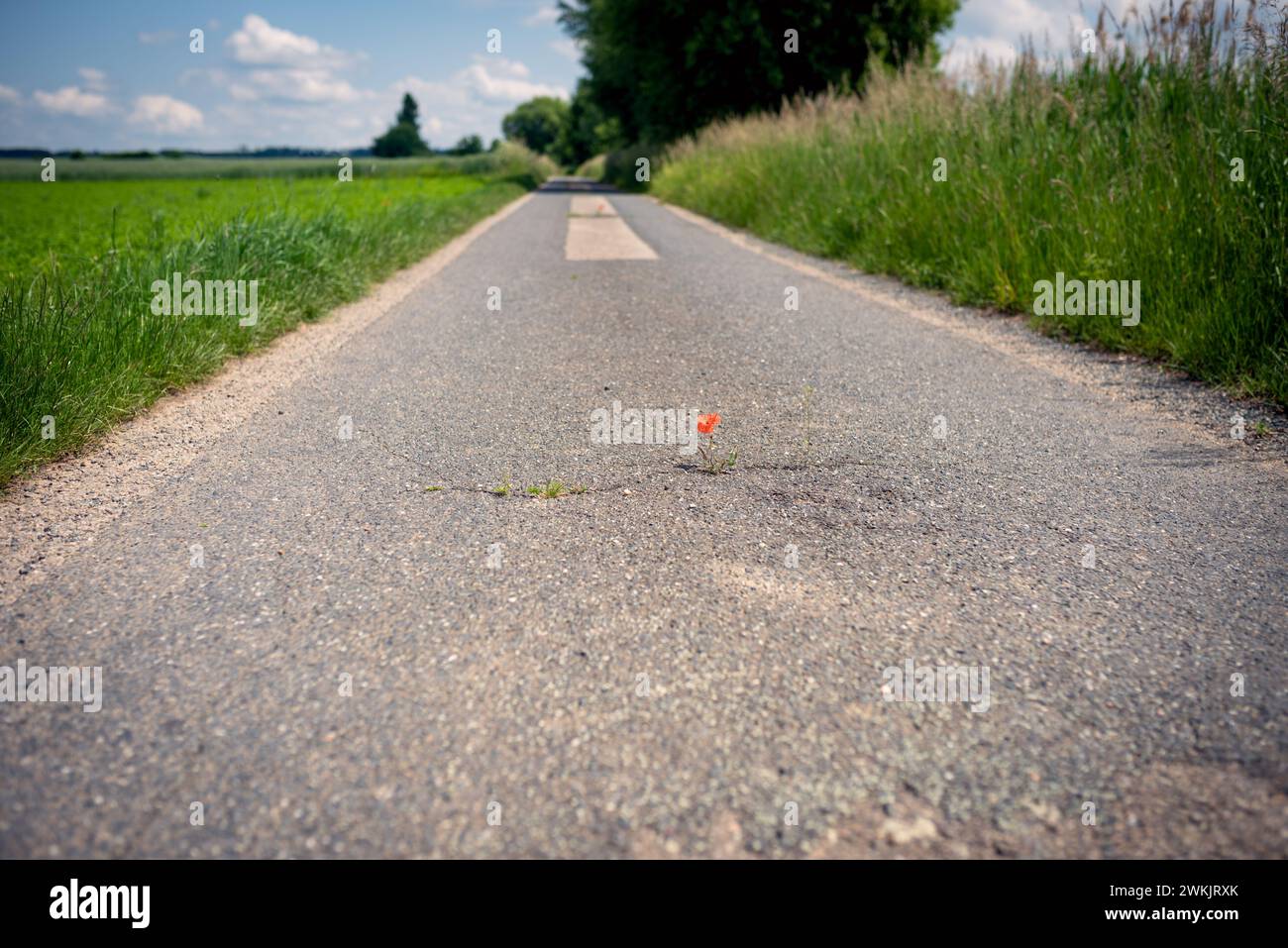 Il papavero rosso fiorente prospera in una crepa sul percorso dell'asfalto in condizioni avverse. Protezione del clima, sbloccando le strade secondarie poco utilizzate Foto Stock